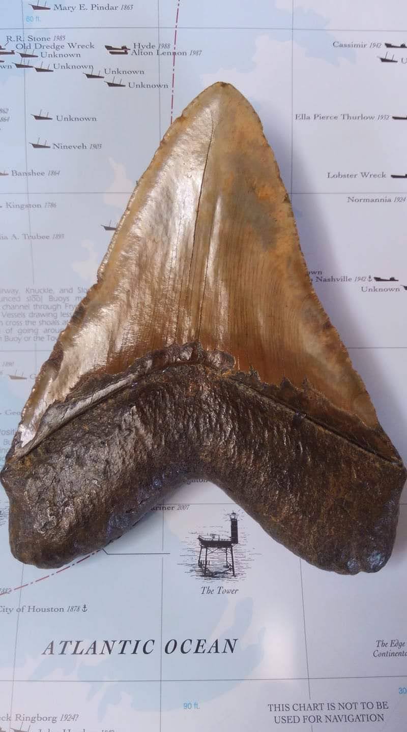 Large authentic Megalodon fossil shark tooth recovered by divers offshore North Carolina — Museum grade specimen